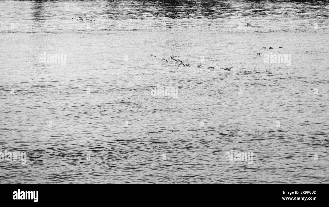 Uccelli che volano durante il tramonto sul Nilo Foto Stock