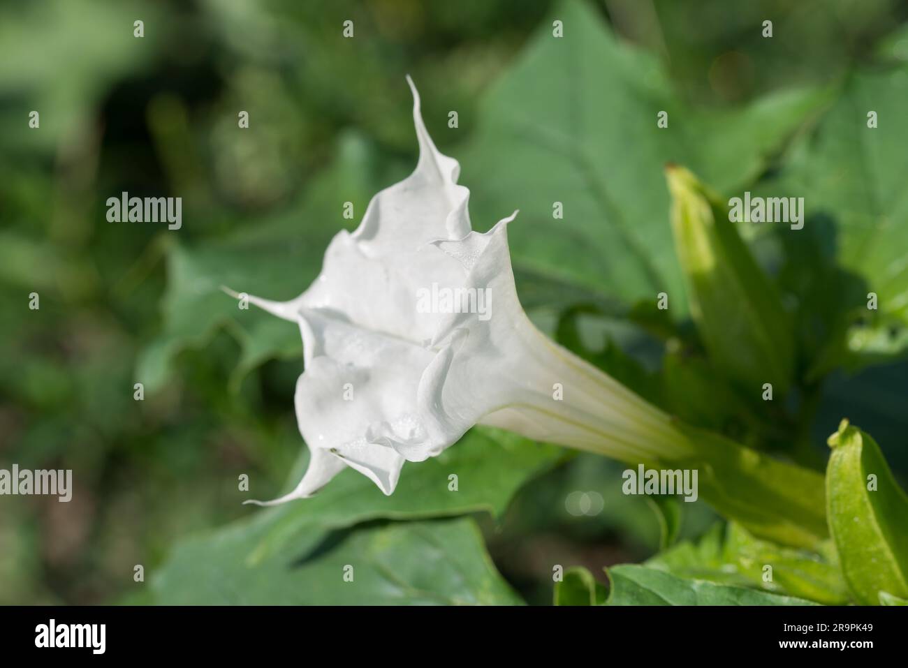 Datura stramonio, mela spinosa fiore estivo bianco fuoco selettivo primo piano Foto Stock