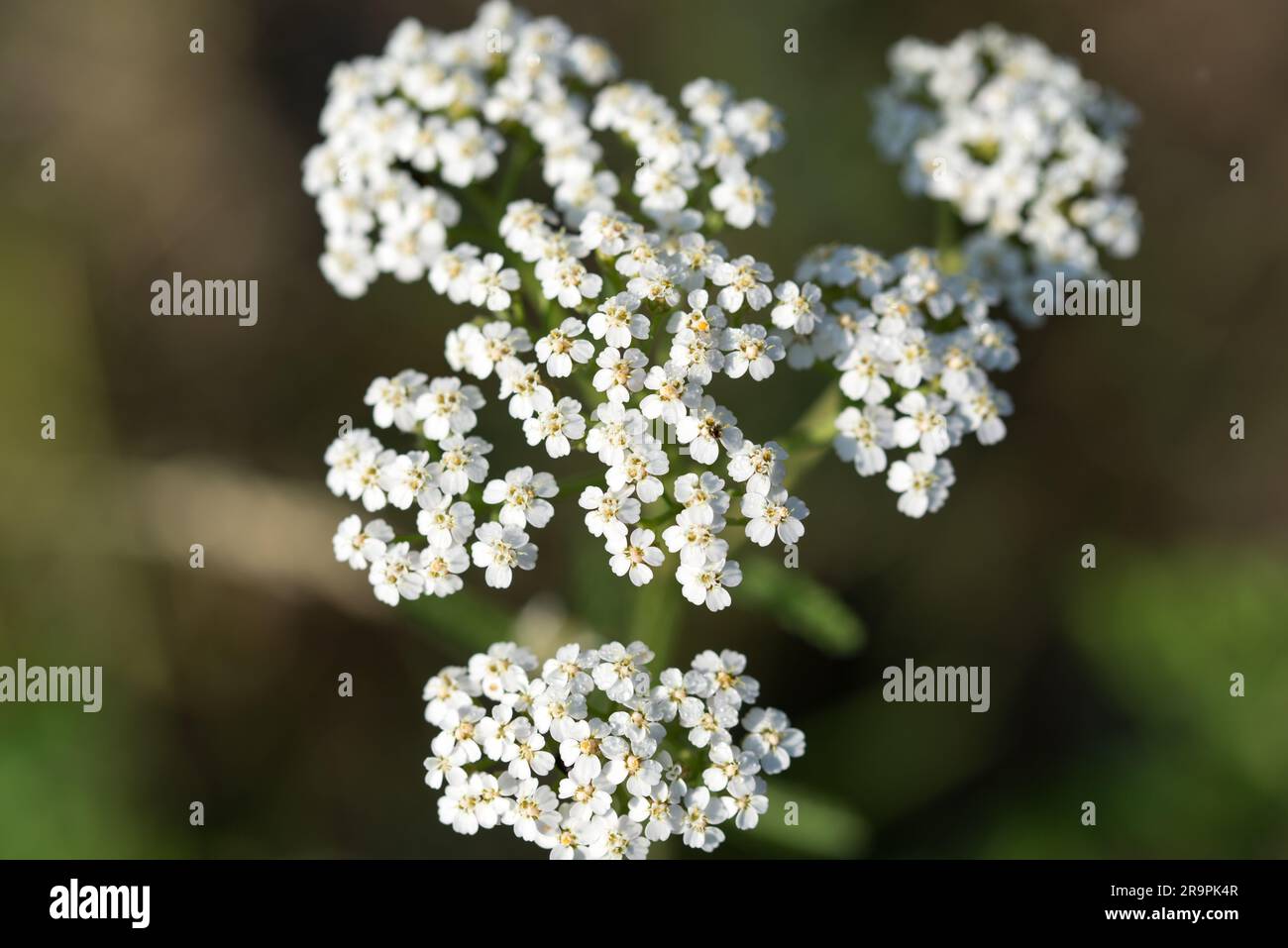 Achillea millefolium, primi piani di fiori estivi bianchi comuni Foto Stock