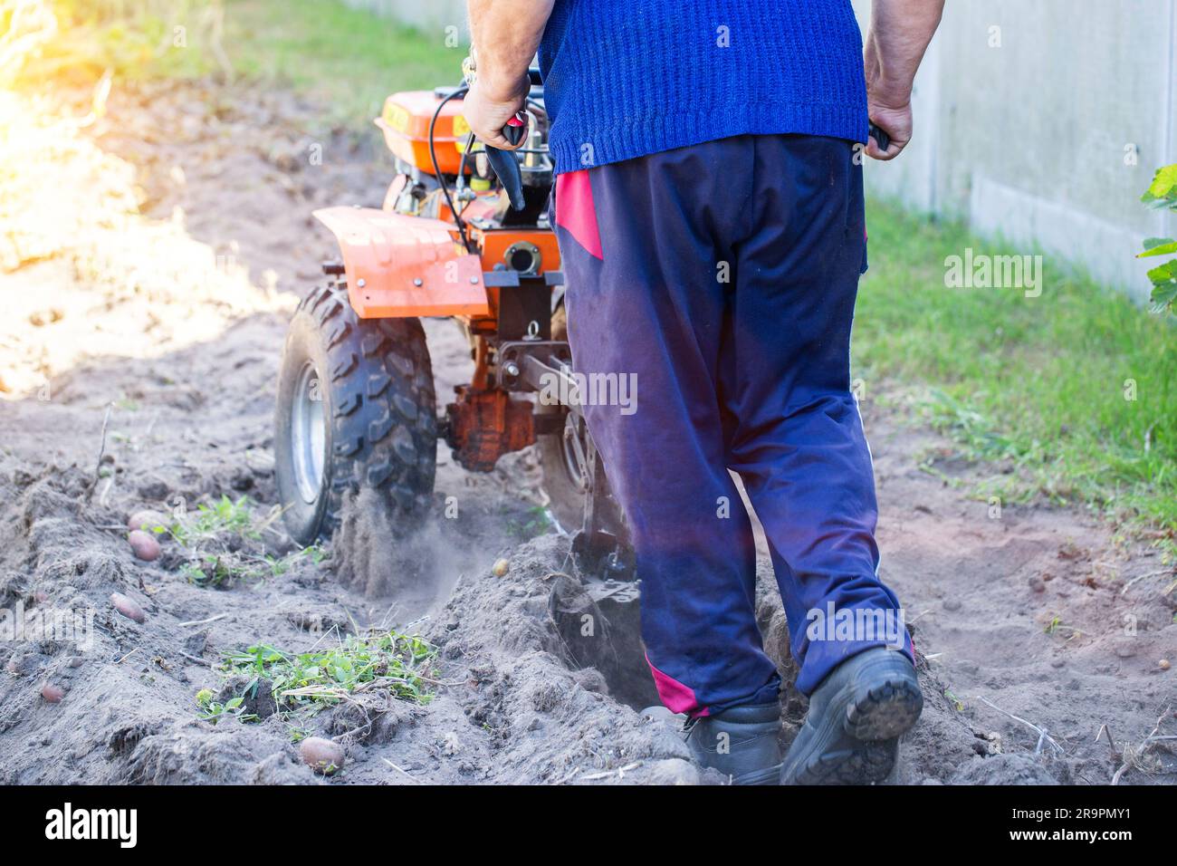 Un residente estivo aratri un giardino con patate con un trattore a piedi in autunno durante il raccolto. Trattore multifunzionale con operatore a distanza Foto Stock