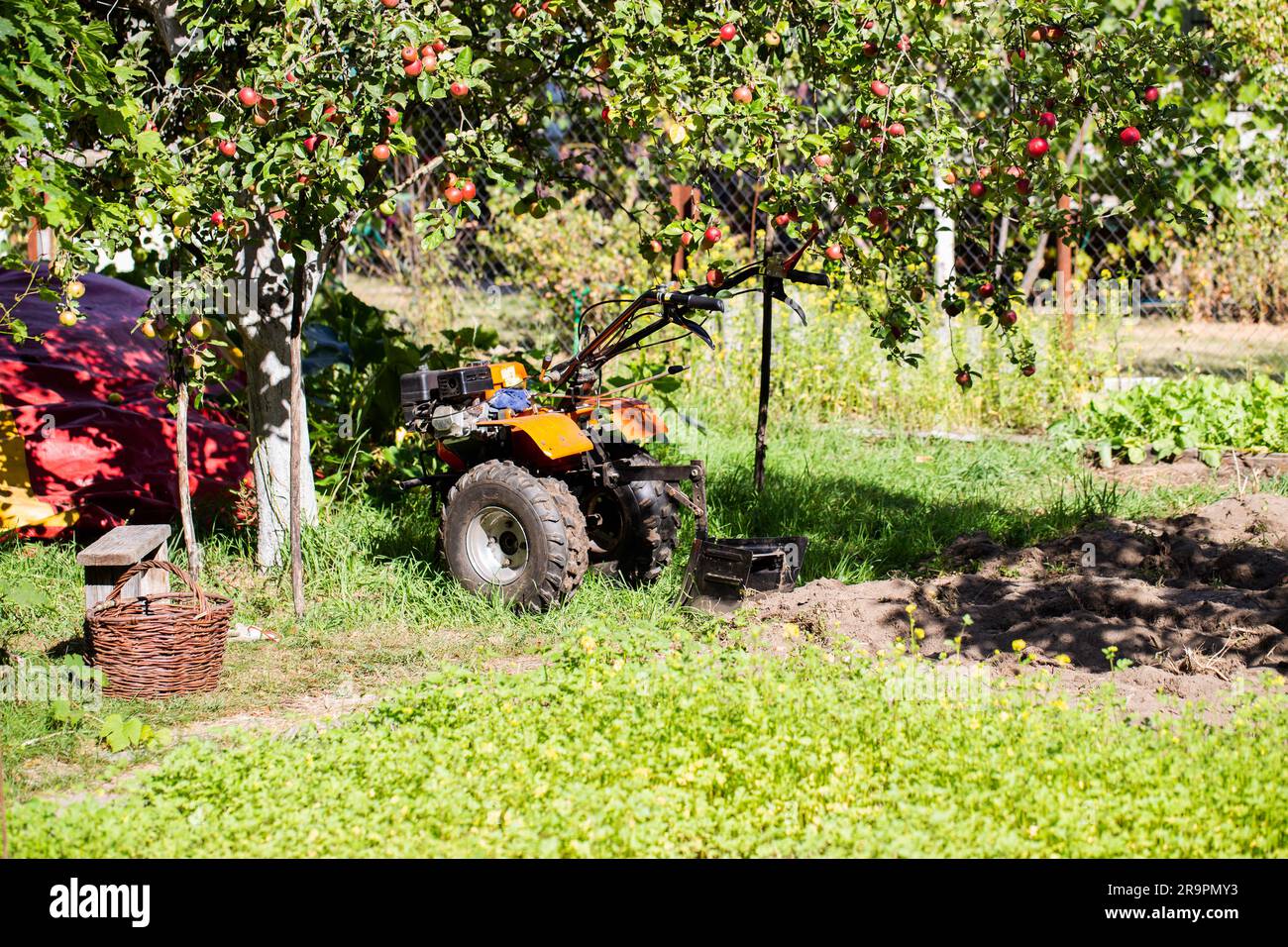 Un trattore multifunzionale a piedi si trova sotto un melo in estate con il sole, industria. Tecnica per assistenza in agricoltura. Foto Stock