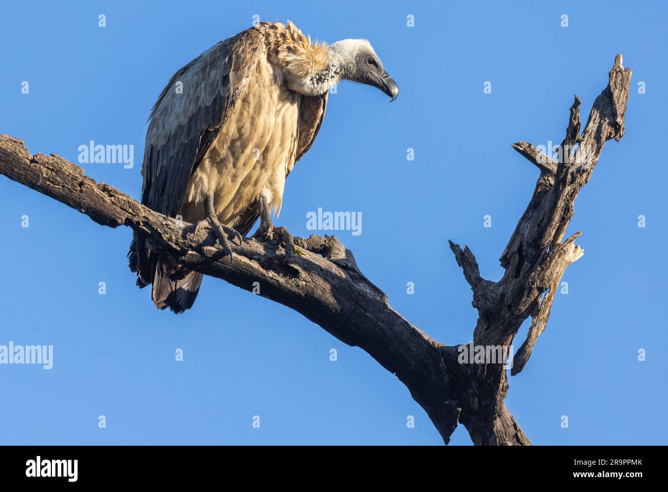 Un avvoltoio con il supporto bianco arroccato su un albero che guarda intensamente i suoi dintorni nel Parco Nazionale di Kruger in Sud Africa Foto Stock