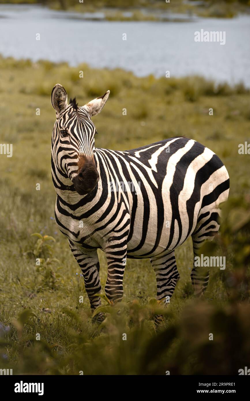 Ritratto di una zebra selvatica nella savana nel Parco Nazionale del Serengeti, Tanzania, Africa Foto Stock