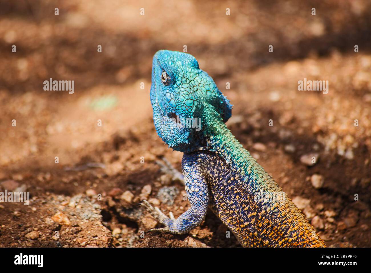 Albero meridionale Agama Acanthocercus atricollis 14850 Foto Stock