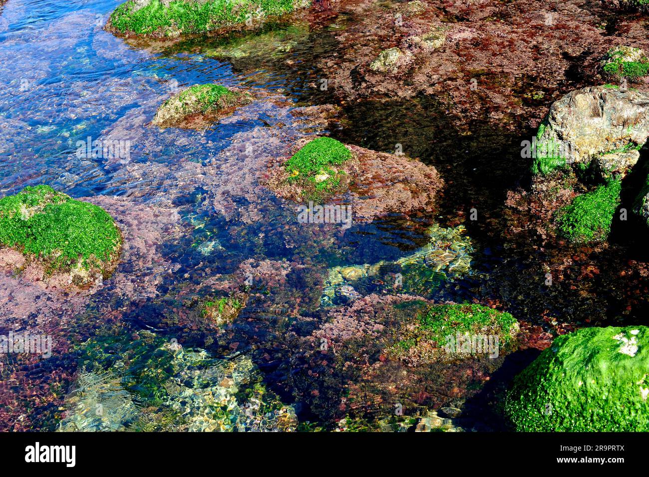 Alghe marine nella costa rocciosa con lattuga di mare (Ulva lactuca) e Corallina elongata. Costa Brava, Girona, Catalogna, Spagna. Foto Stock
