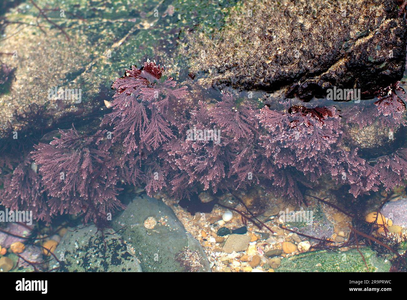 La Corallina elongata è un'alga rossa con calcare. Rhodophyta. Corallinaceae. Capo Creus, Girona, Catalogna, Spagna. Foto Stock