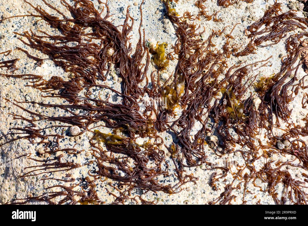 Noodle di mare (Nemalion helminthoides). Questa alga simile al verme è un'alga marina rossa (Rhodophyta). Calella de Palafrugell, Girona, Catalogna, Spagna. Mediterra Foto Stock