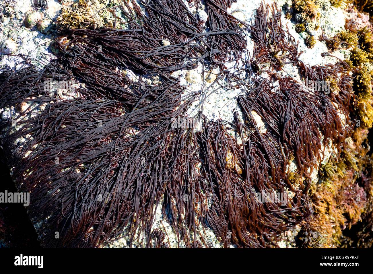Noodle di mare (Nemalion helminthoides). Questa alga simile al verme è un'alga marina rossa (Rhodophyta). Calella de Palafrugell, Girona, Catalogna, Spagna. Mediterra Foto Stock