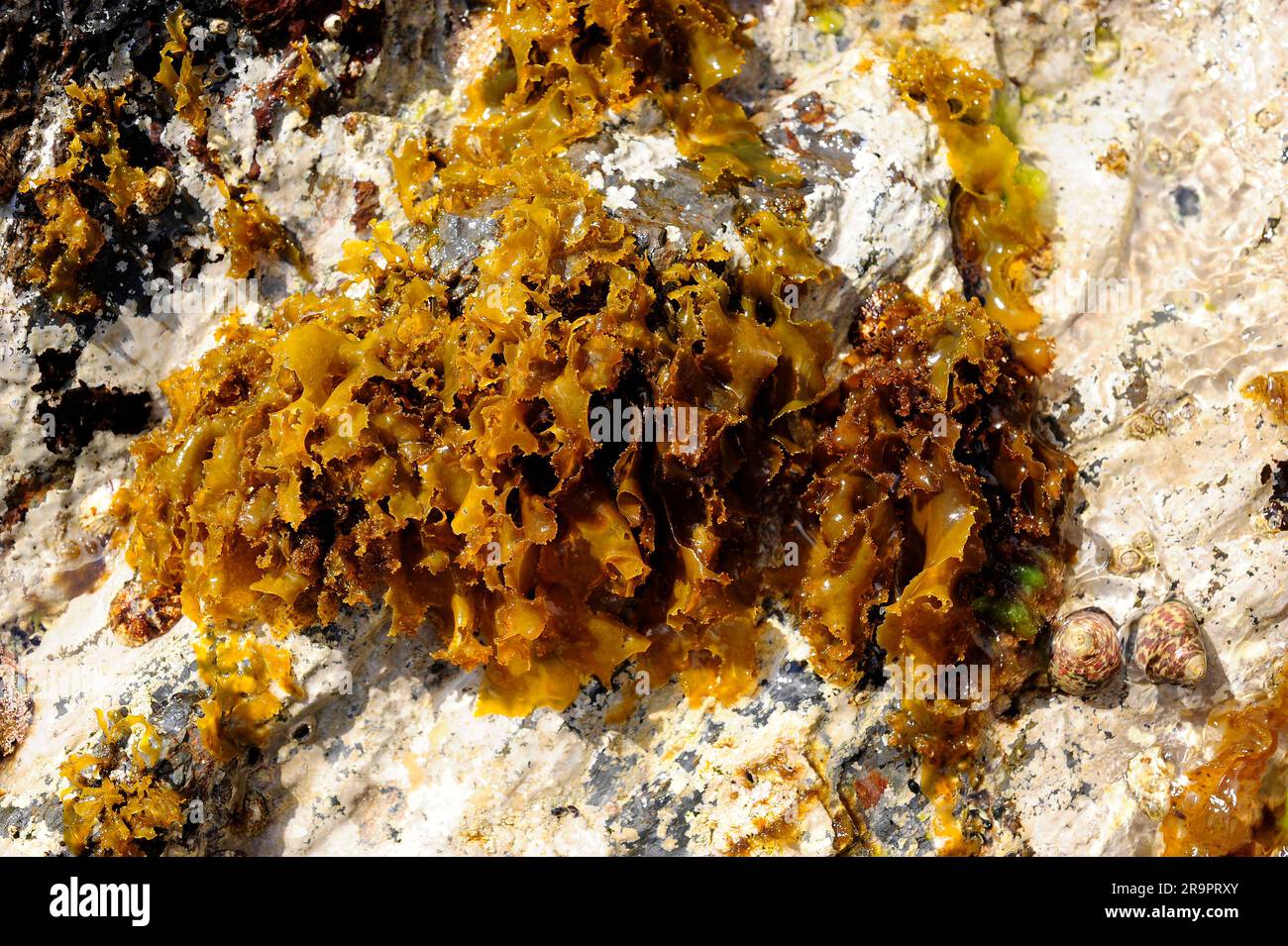 L'alga rossa (Rissoella verruculosa) è endemica del Mar Mediterraneo e delle Isole Canarie. Rhodophyta. Questa foto è stata scattata a Cape Ras, Girona, in Catalogna Foto Stock