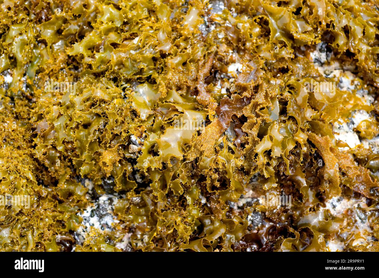 L'alga rossa (Rissoella verruculosa) è endemica del Mar Mediterraneo e delle Isole Canarie. Rhodophyta. Florideophyceae. Gigartinales. Rissoellaceae. THI Foto Stock