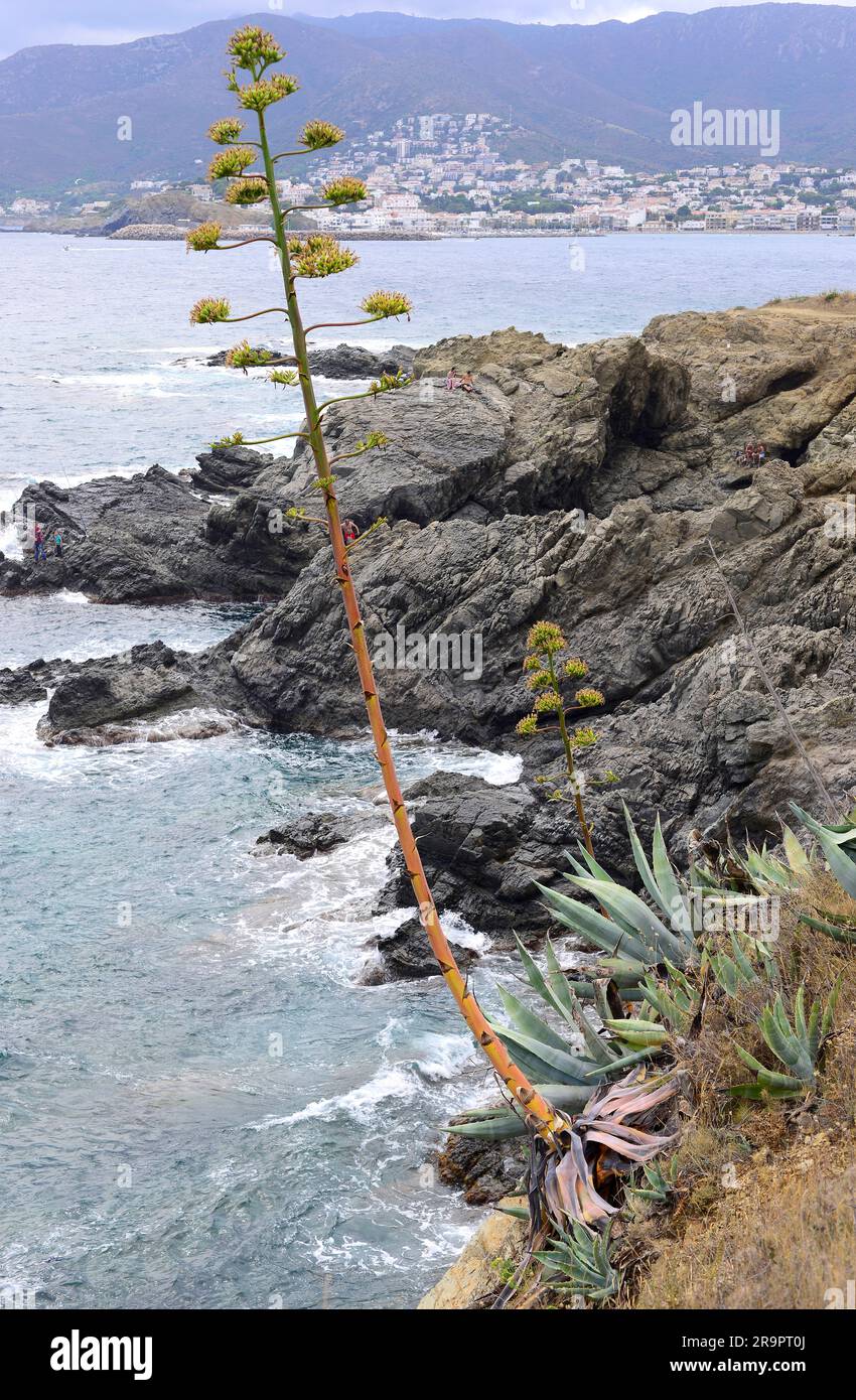 Maguey o pianta Century (Agave americana) è originaria del Messico e degli Stati Uniti meridionali, ma è diventata naturalizzata in molte regioni: Sud America, Africa Foto Stock