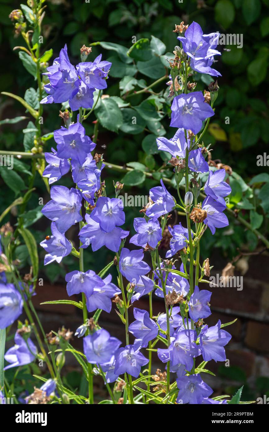 Campane di Canterbury (Campanula medium), pianta fiorita con fiori di malva blu a giugno, Hampshire, Inghilterra, Regno Unito Foto Stock