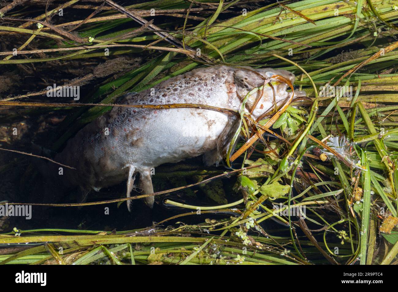 Pesci morti in un fiume, Regno Unito, 2023. Concetto: Aumento dell'inquinamento fluviale dovuto alle imprese idriche che scaricano rifiuti non trattati e prodotti chimici agricoli Foto Stock