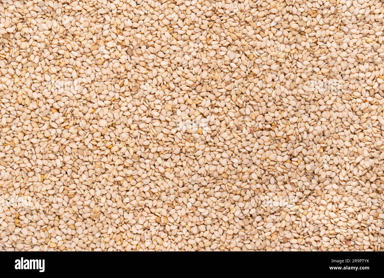 Semi di sesamo bianco, superficie, dall'alto. Sesamum indicum, chiamato anche benne. Ingrediente comune nelle cucine di tutto il mondo, con un sapore di nocciola. Foto Stock