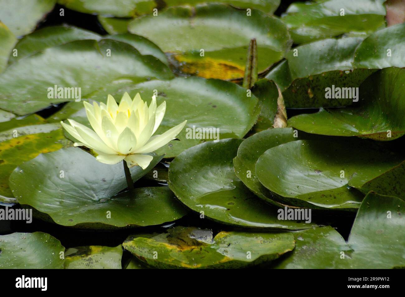 laghetto completamente ricoperto di foglie e un fiore di loto in primo piano, che spicca tra le foglie. Foto Stock