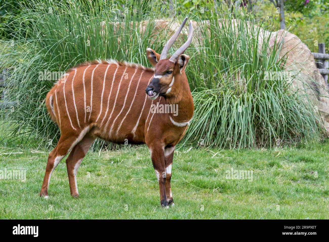 Bongo (Tragelaphus eurycerus) nello zoo, antilope notturna che abita nella foresta, originaria dell'Africa subsahariana Foto Stock