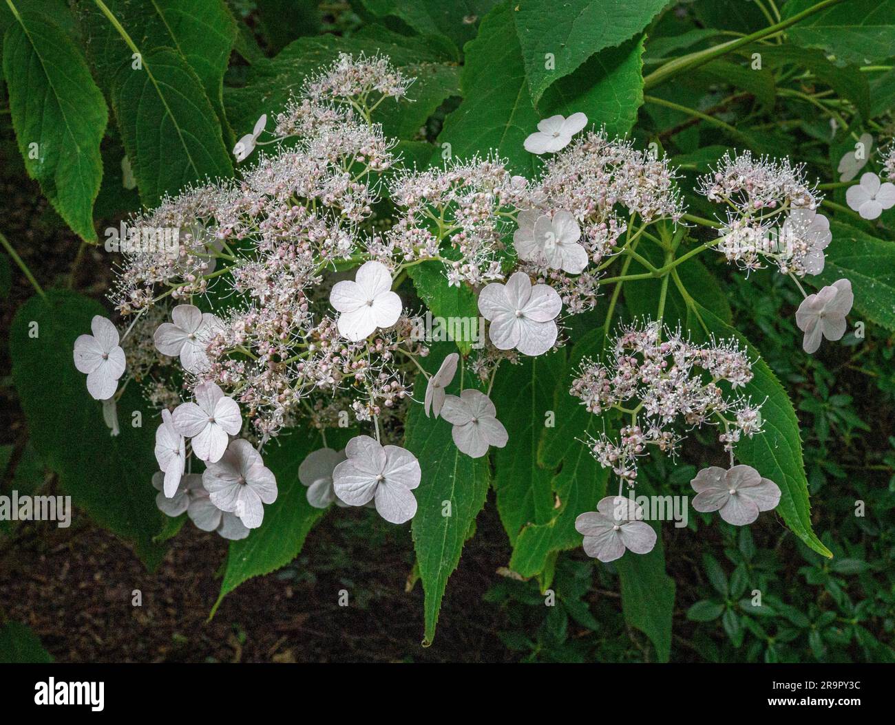 Attraenti bratti di Hydrangea macrophylla Veitchii che coltivano un giardino boschivo ombreggiato in Galles, Regno Unito Foto Stock