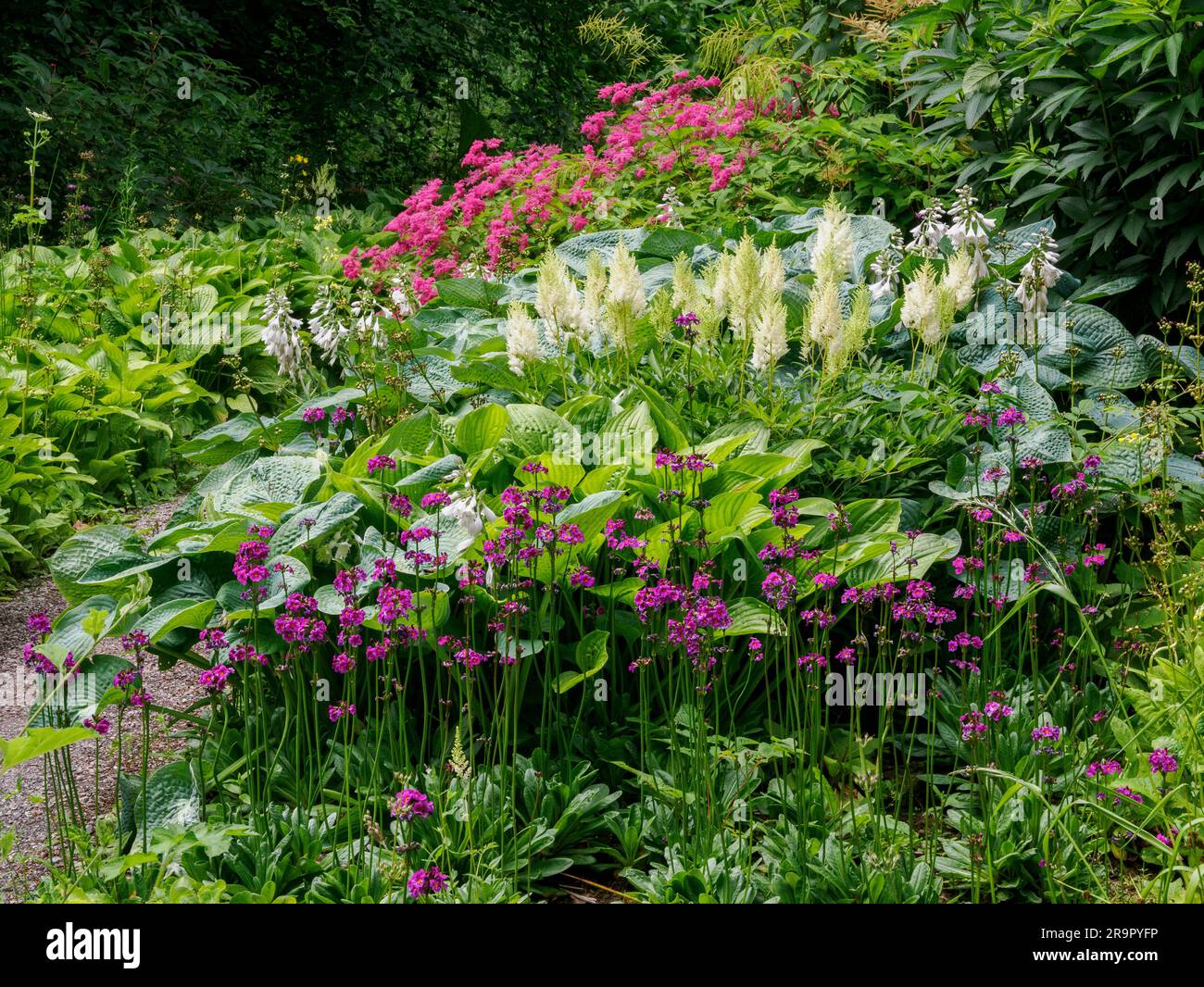 Giardino boschivo umido con piantagioni miste di Candelabra Primulas viola Astilbe bianca e Filipendula rossa agli Aberglasney Gardens nel Galles del Sud, Regno Unito Foto Stock