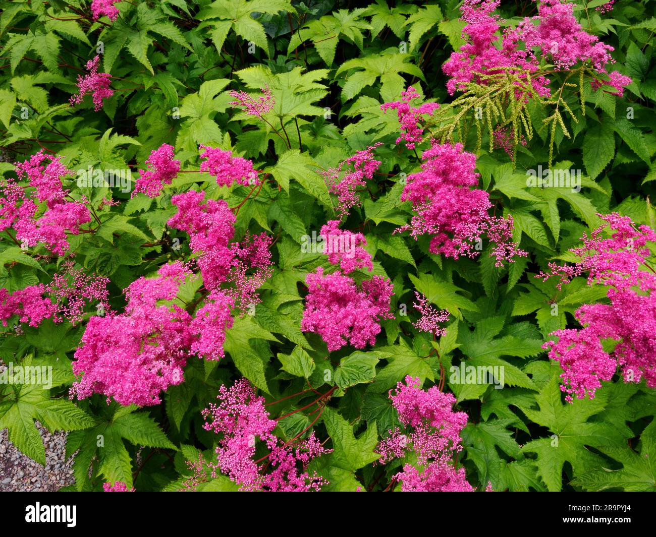 Filipendula ulmaria Rubra l'attraente varietà di giardino rosso di Meadowsweet che cresce in un ambiente boschivo umido ad Aberglasney, nel Galles del Sud, Regno Unito Foto Stock