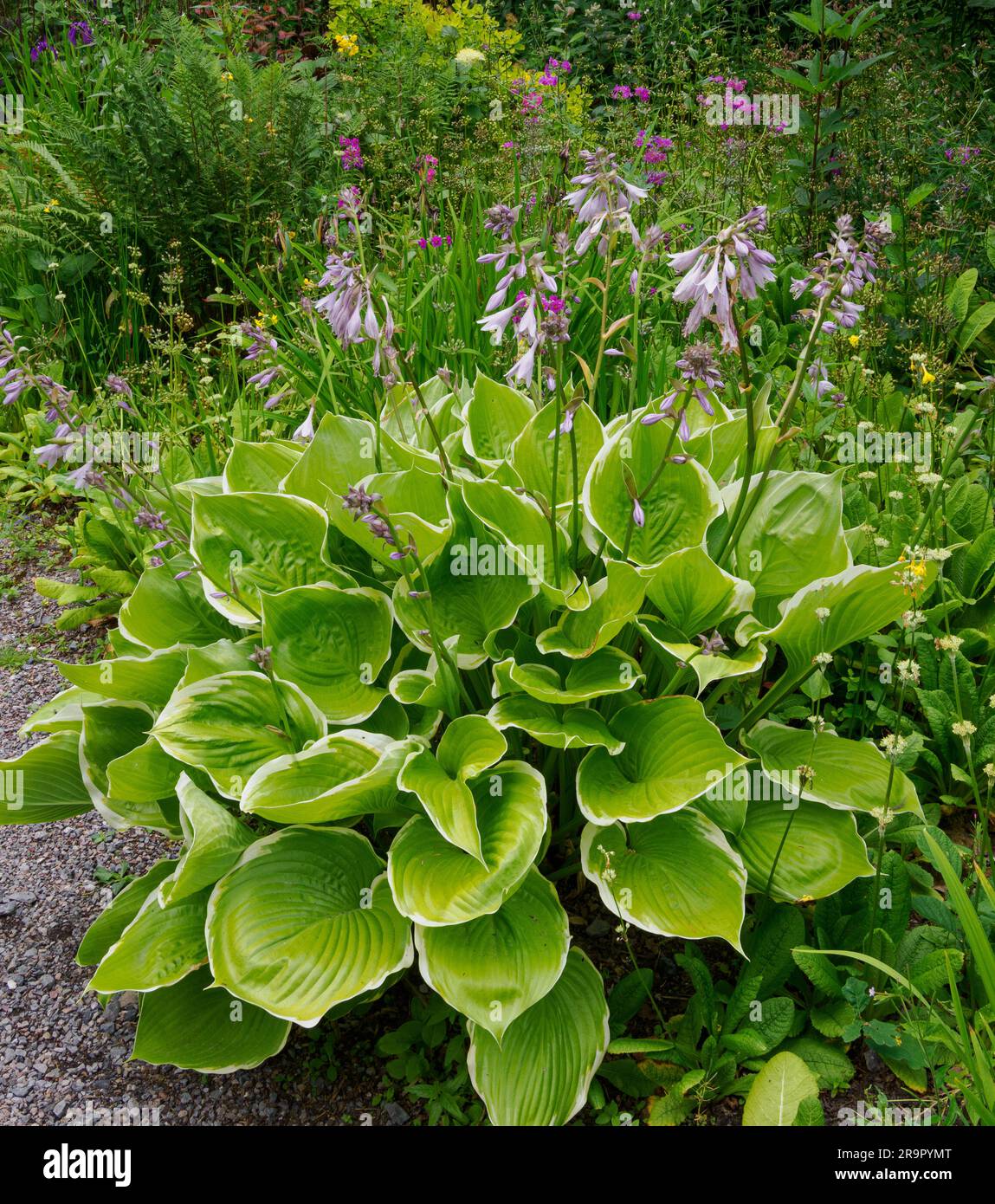 Hosta fortunei Aureomarginata cresce in un giardino boschivo umido presso gli Aberglasney Gardens nel Galles del Sud, Regno Unito Foto Stock