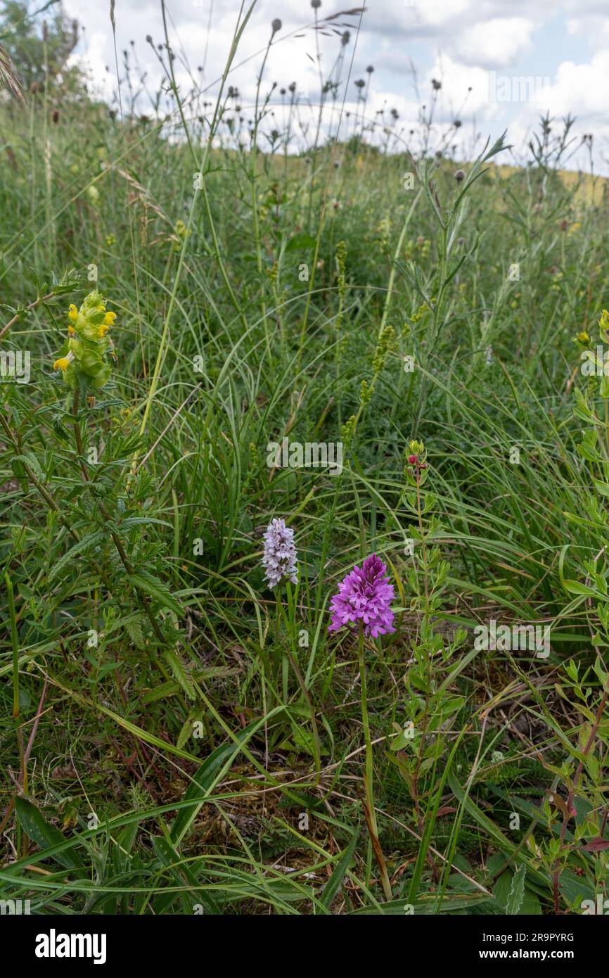 Prati di gesso fiori selvatici che crescono su Ivinghoe Beacon durante giugno o estate, Buckinghamshire, Inghilterra, Regno Unito, comprese le orchidee selvatiche Foto Stock