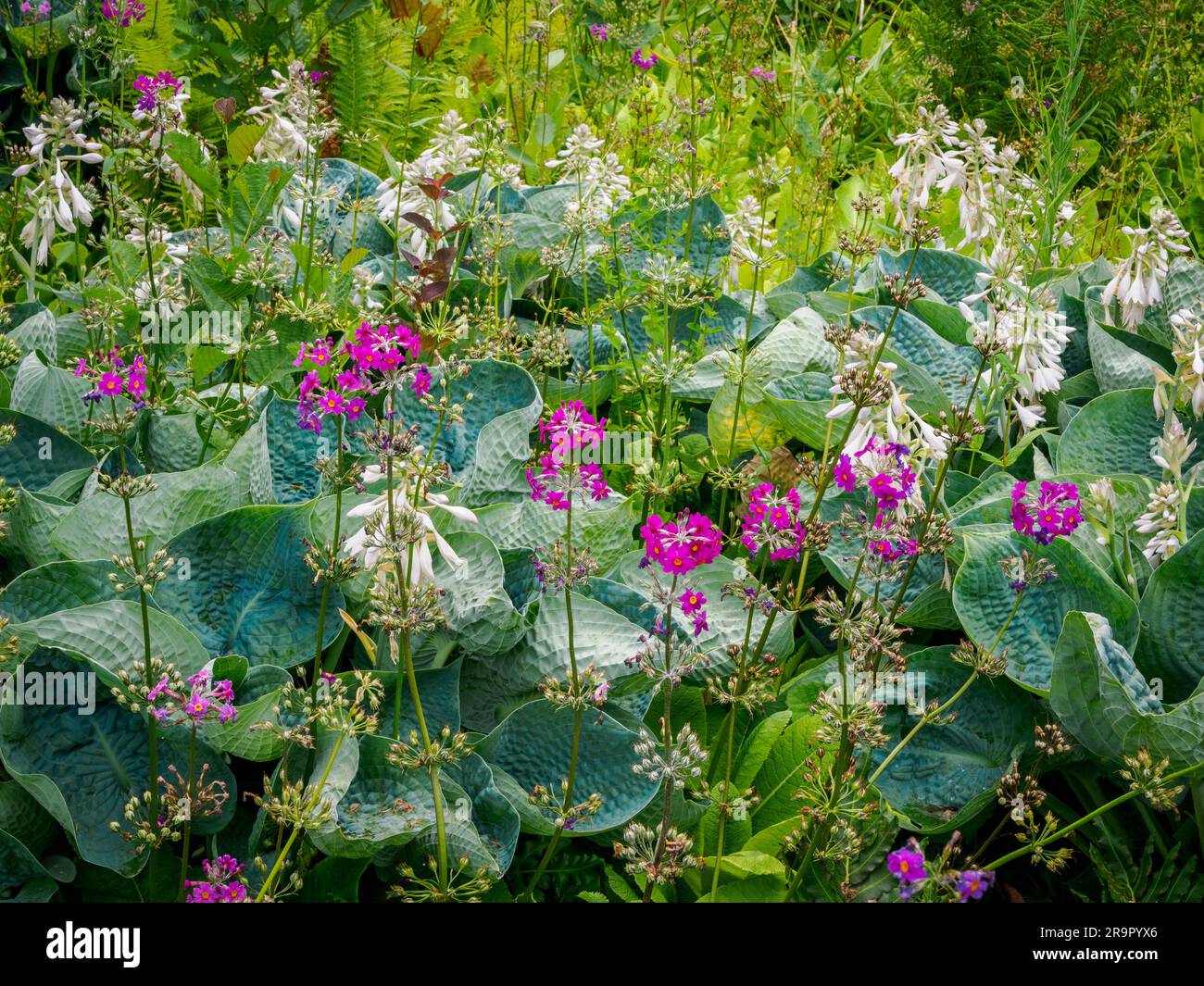 Giardino boschivo umido con piantagioni miste di cerise Candelabra Primulas e Hosta sieboldii agli Aberglasney Gardens nel Galles del Sud, Regno Unito Foto Stock