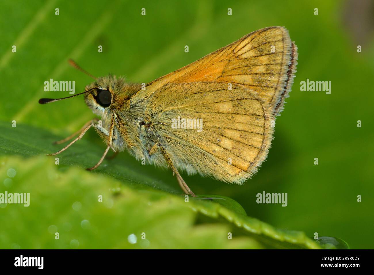 Grande Skipper butterfly Foto Stock