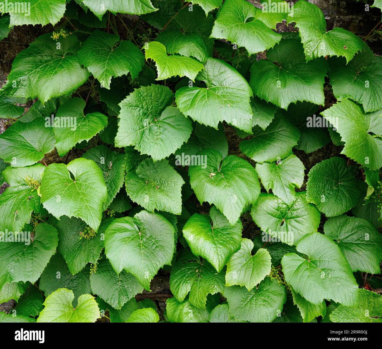 Foglie di Vitis coignetiae l'abbigliamento Crimson Glory Vine un muro da giardino in estate - le foglie diventeranno vivaci sfumature di rosso in autunno - Regno Unito Foto Stock