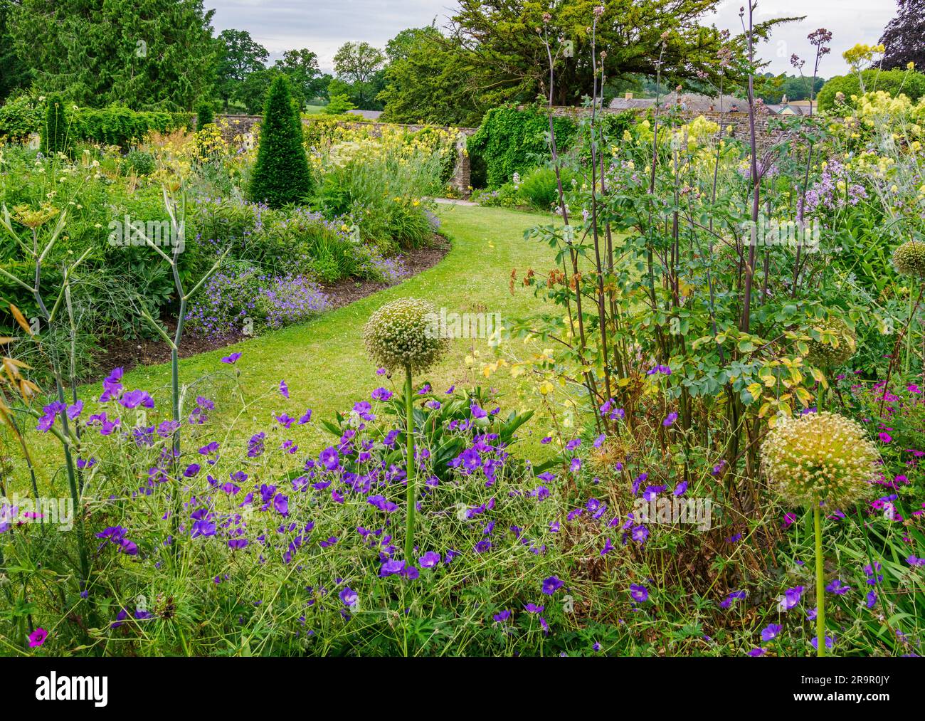Impianto esuberante di confini erbacei presso gli Aberglasney Gardens nel Galles del Sud, Regno Unito, con teste di semi blu Geranium Thalictrum Allium Foto Stock