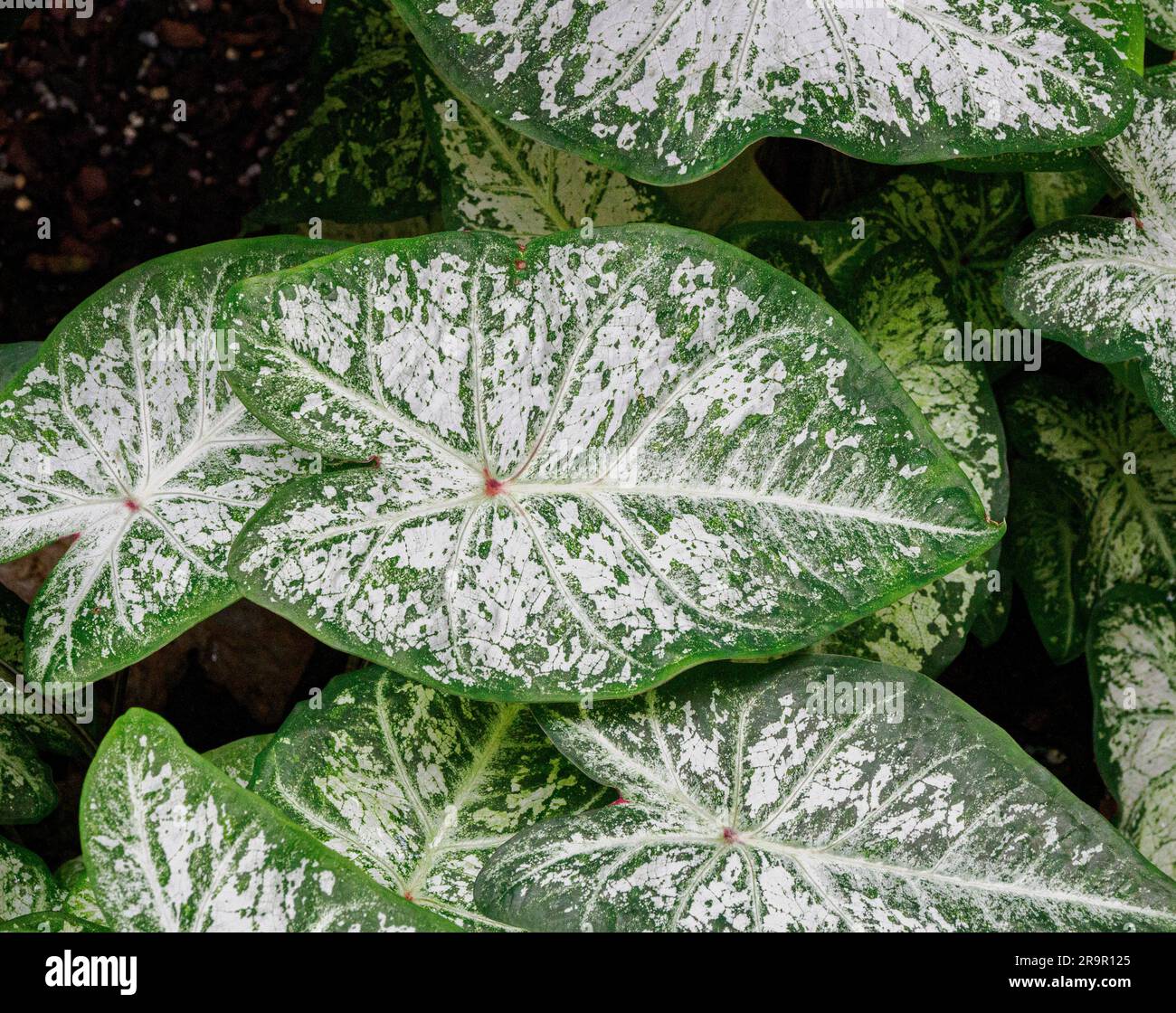 Arrowhead Vine Syngonium podophyllum con foglie variegate a forma di cuore a chiazze utilizzate come piante domestiche - Regno Unito Foto Stock