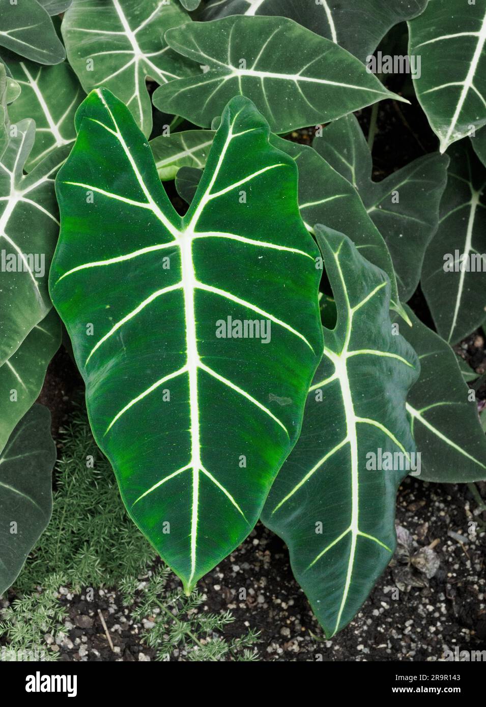 Foglie impressionanti dell'African Mask Plant Alocasia amazonica Foto Stock