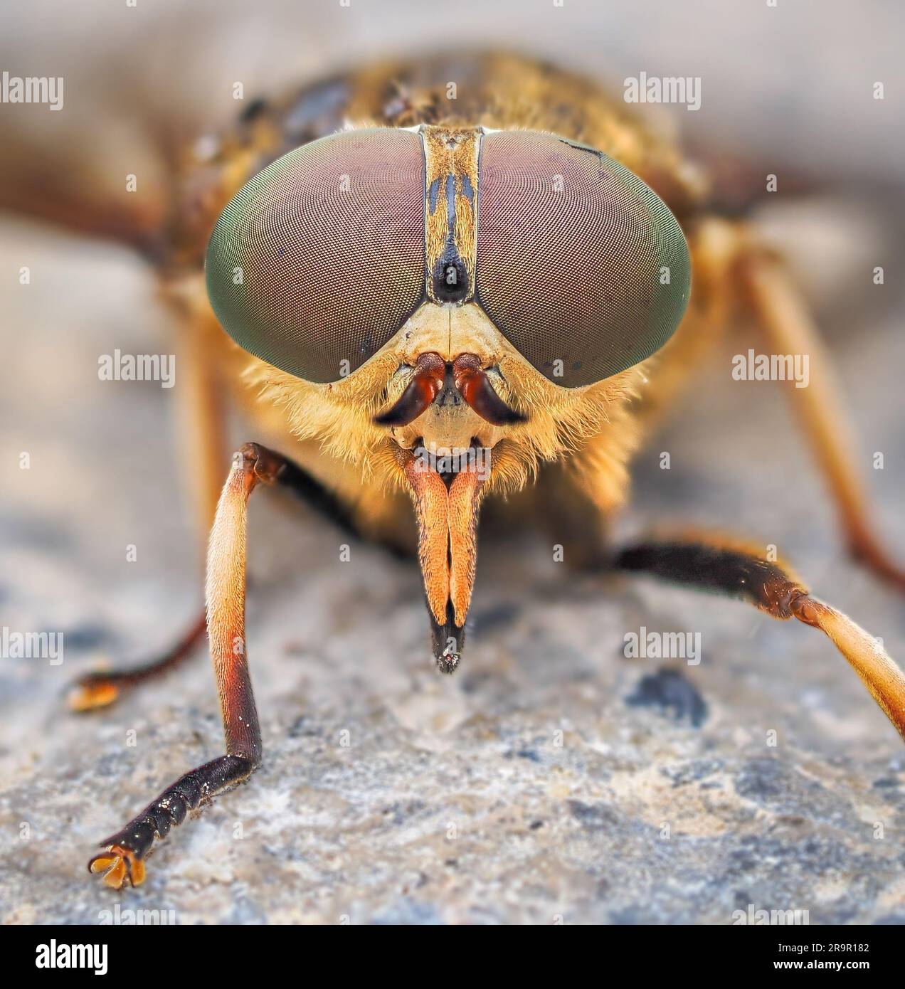 Dark Giant Horfly Tabanus sudeticus una grande mosca dell'ordine Diptera che ha la particolarità di essere la mosca più pesante d'Europa - Galles Regno Unito Foto Stock