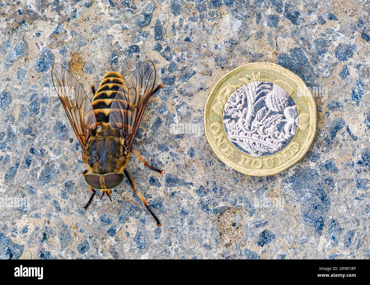 Dark Giant Horfly Tabanus sudeticus una grande mosca dell'ordine Diptera che ha la particolarità di essere la mosca più pesante d'Europa - Galles Regno Unito Foto Stock