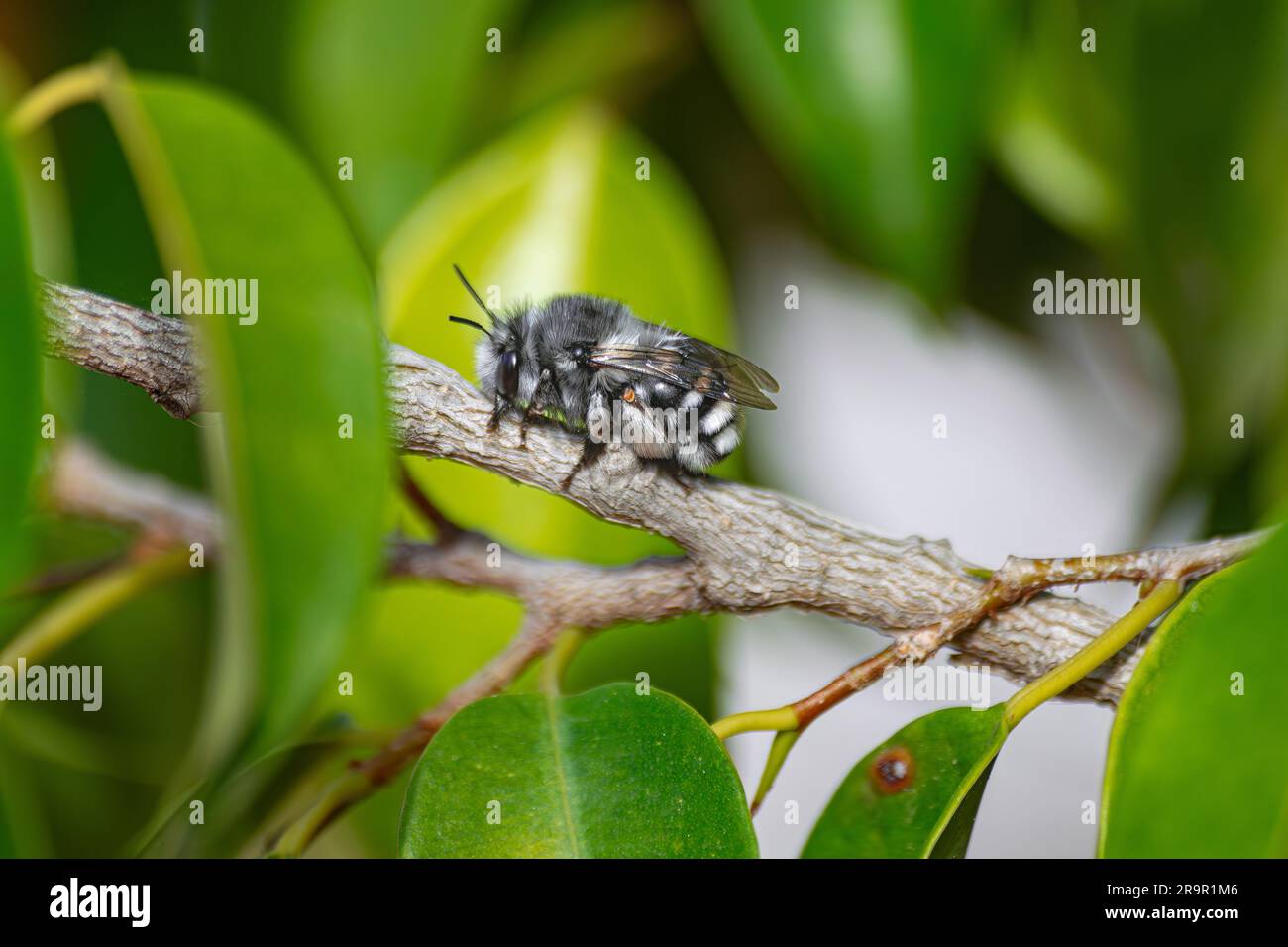 Api di Anthophora Orotavae, che riposa su un ramo ficus, Tenerife, Isole Canarie Foto Stock