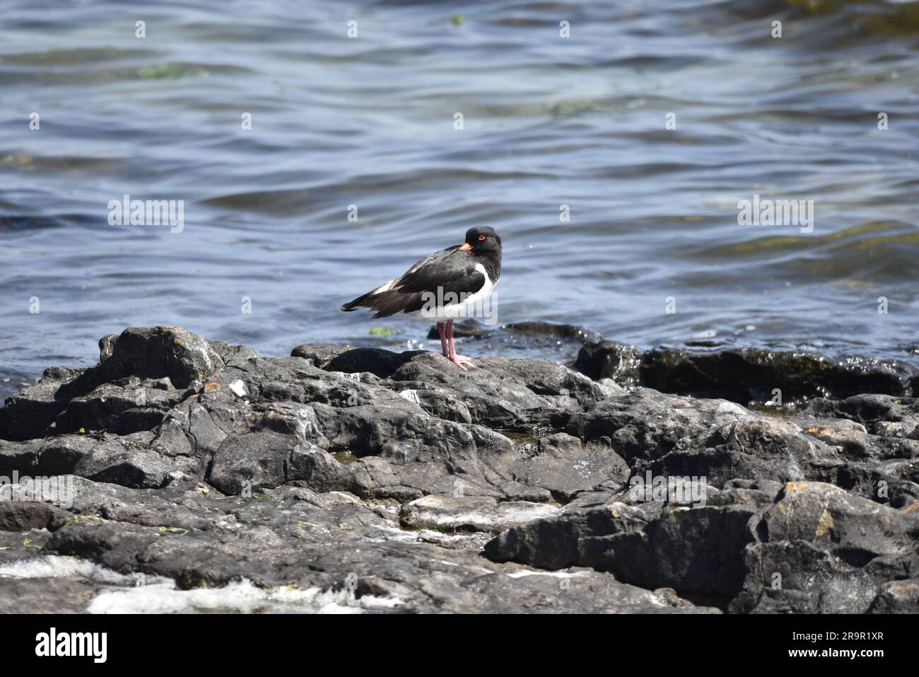 Eurasiatica Oystercatcher (Haematopus ostralegus) che si svolge a destra su una spiaggia soleggiata, Rocky Beach con sfondo Gentle Sea Waves, sull'Isola di Man, Regno Unito Foto Stock