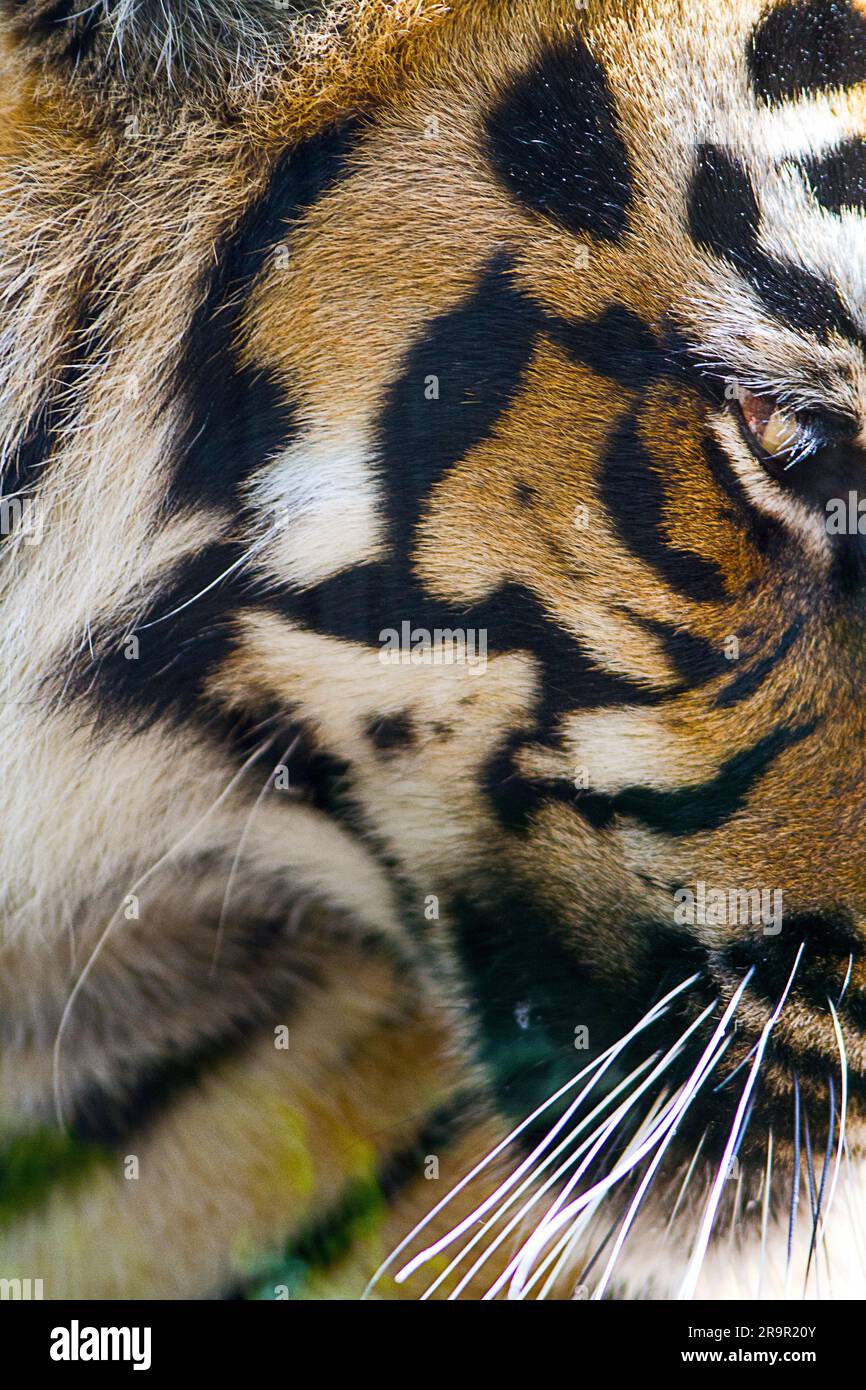 Tigre Foto Stock