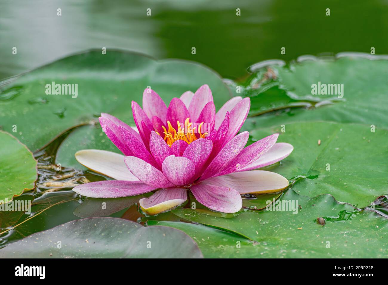 Ninfea rossa (Nymphaea alba F. rosea), che fiorisce in un lago con foglie verdi intorno Foto Stock