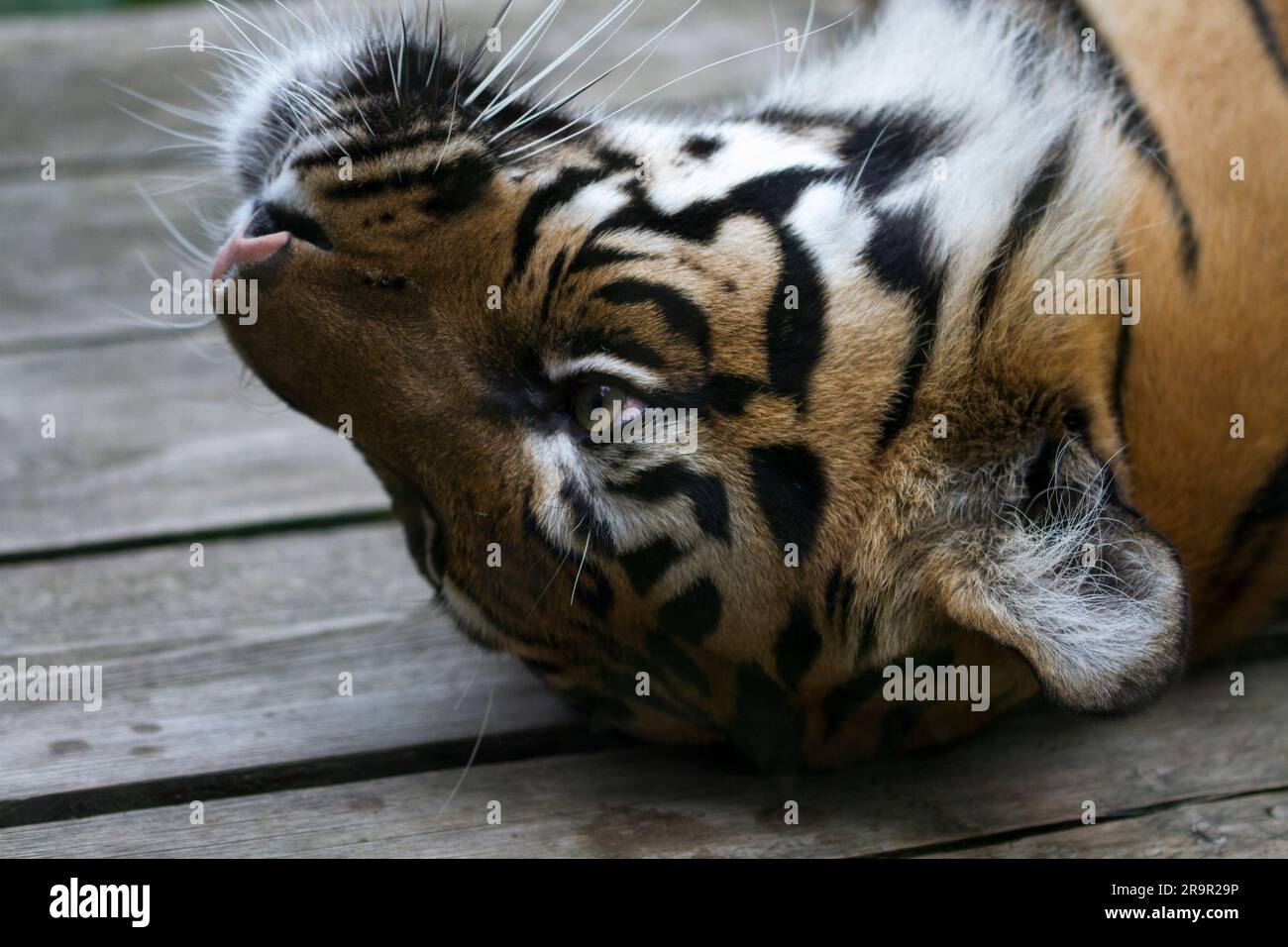 Tigre Foto Stock