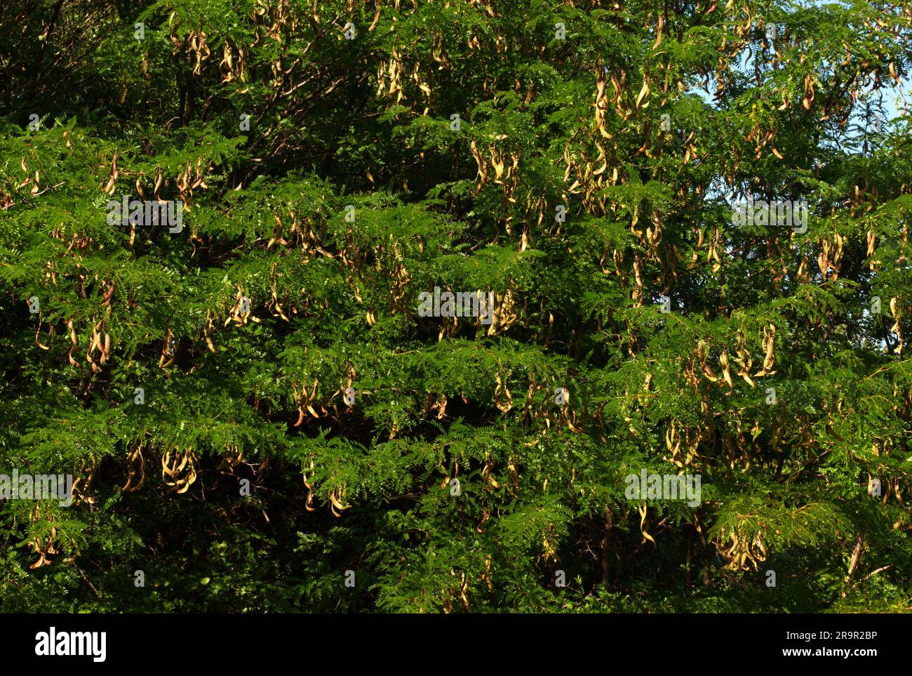 Muro di verde Gleditsia triacanthos Foto Stock