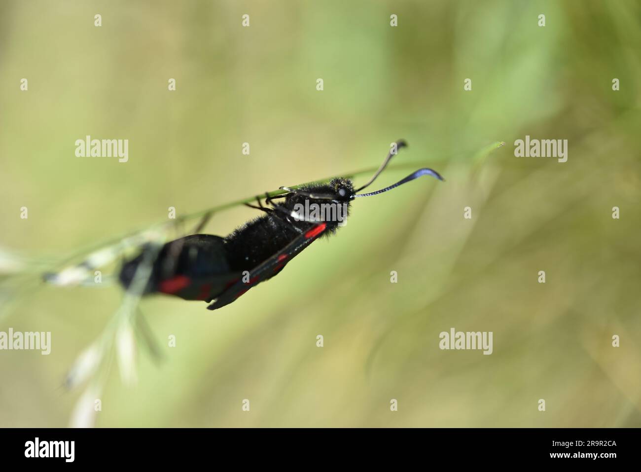 Accoppiamento a cinque punti di Burnet Moths (Zygaena trifolii), sospeso da una lama di erba a sinistra dell'immagine, su uno sfondo di erba sfocata, scattato nel Regno Unito Foto Stock