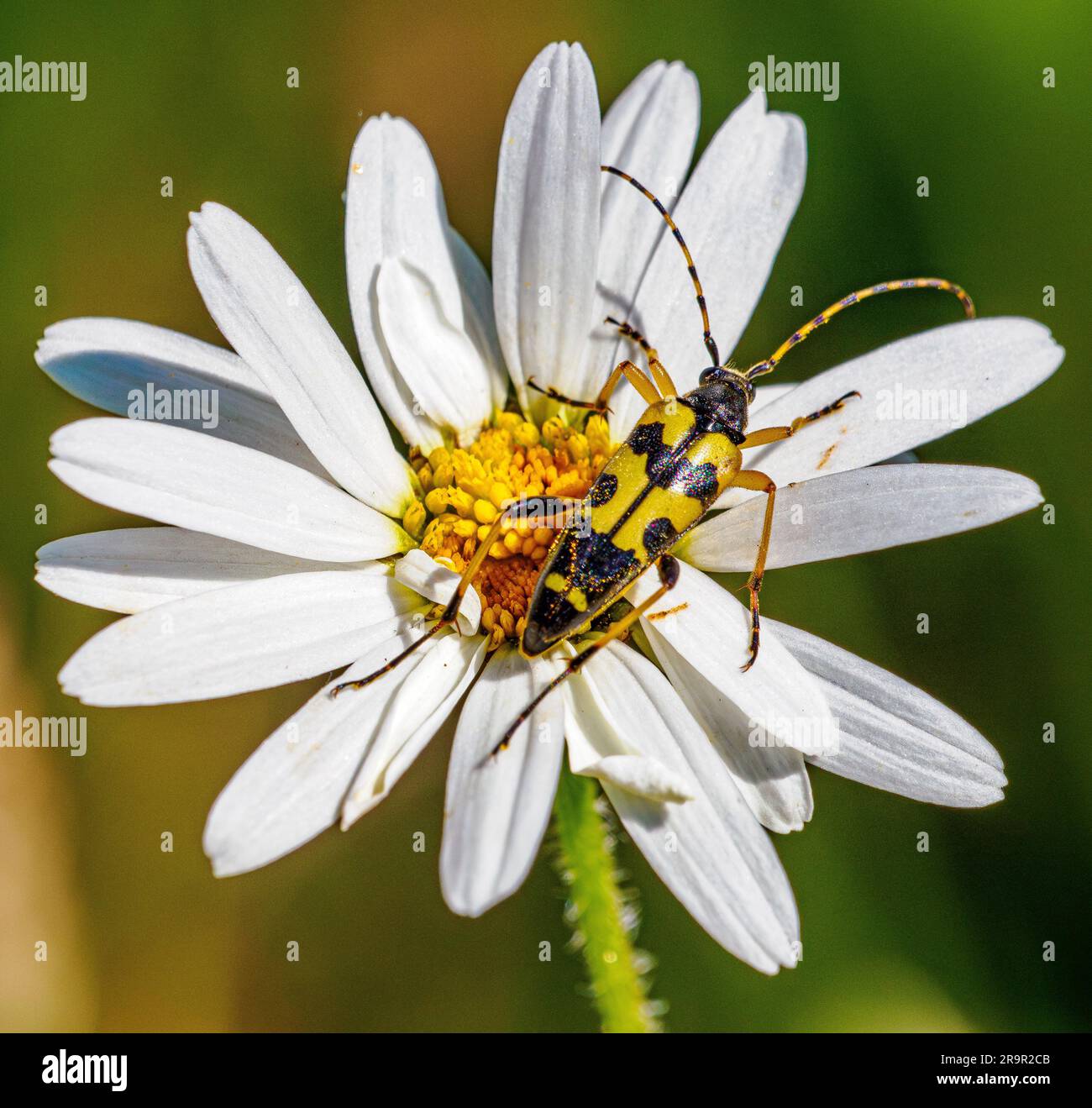 Black and Yellow Longhorn Beetle Rutpela maculata su Ox-Eye Daisy al Latterbarrow in Cumbria, Regno Unito Foto Stock