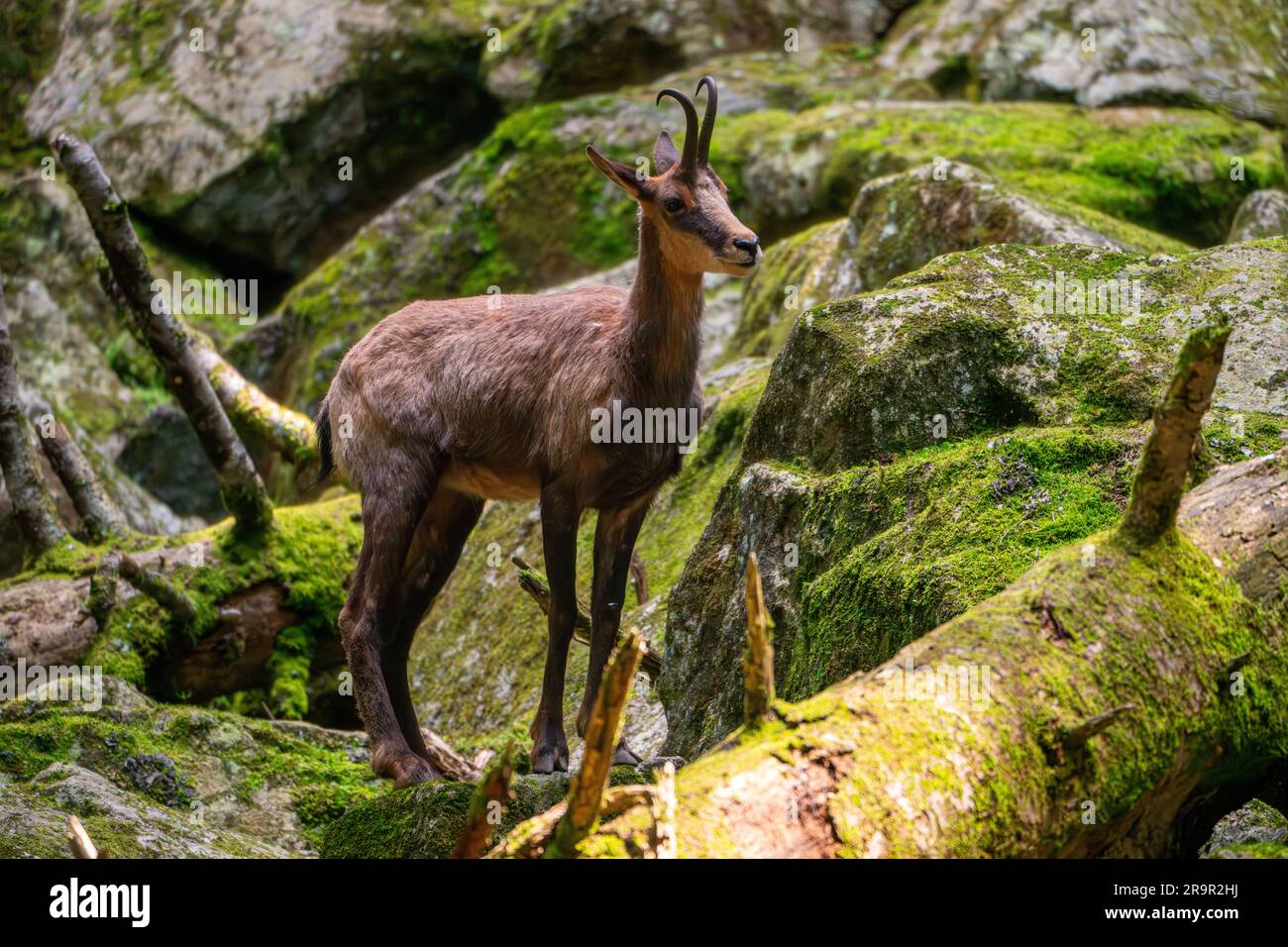 Chamois Foto Stock