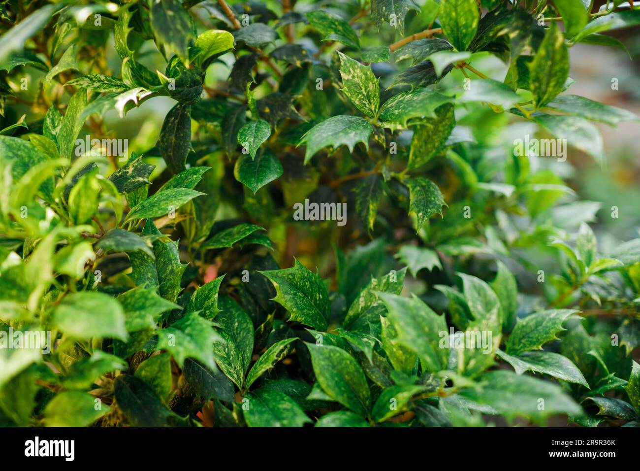 Vista ravvicinata dell'albero di Variegatus Osmanthus nel giardino botanico Foto Stock