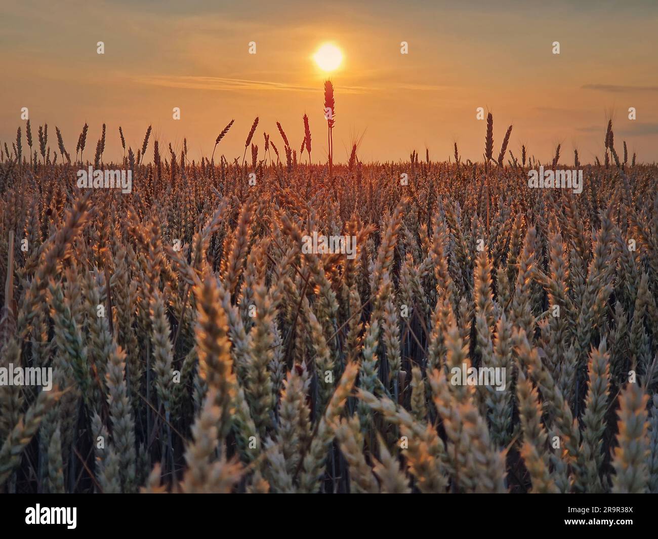 Campo di grano dorato alla luce del tramonto. Splendido paesaggio rurale sotto il sole estivo. Orecchie di maturazione, tempo di raccolta, background agricolo Foto Stock