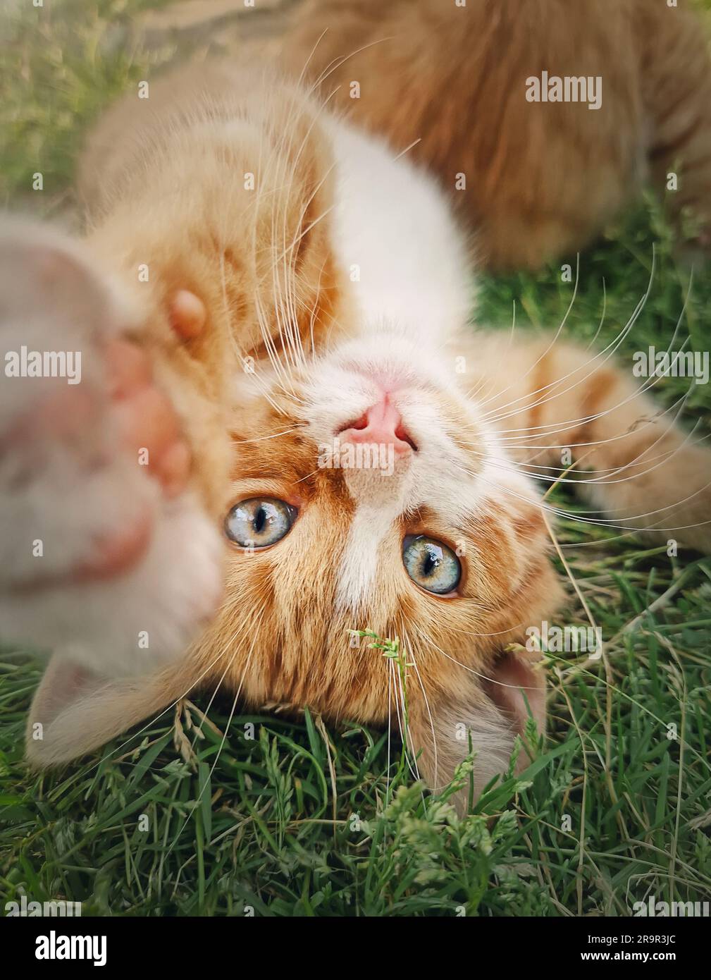 Gattino arancione che giace a testa in giù sull'erba verde. Piccolo gatto dello zenzero, una bella scena all'aperto nella natura Foto Stock