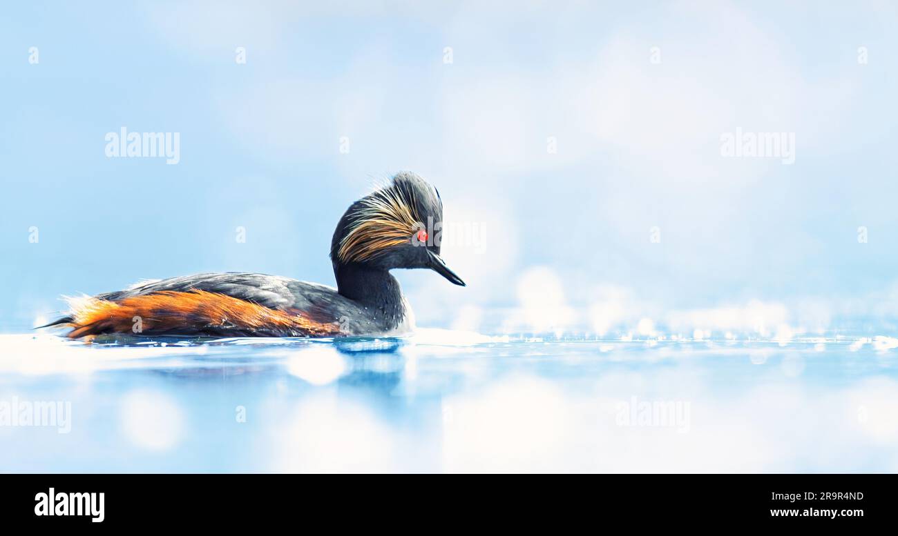 Il grasso dal collo nero o il grasso dalle orecchie Podiceps nigricollis galleggia sulla superficie dell'acqua illuminata dal sole, la migliore foto. Foto Stock