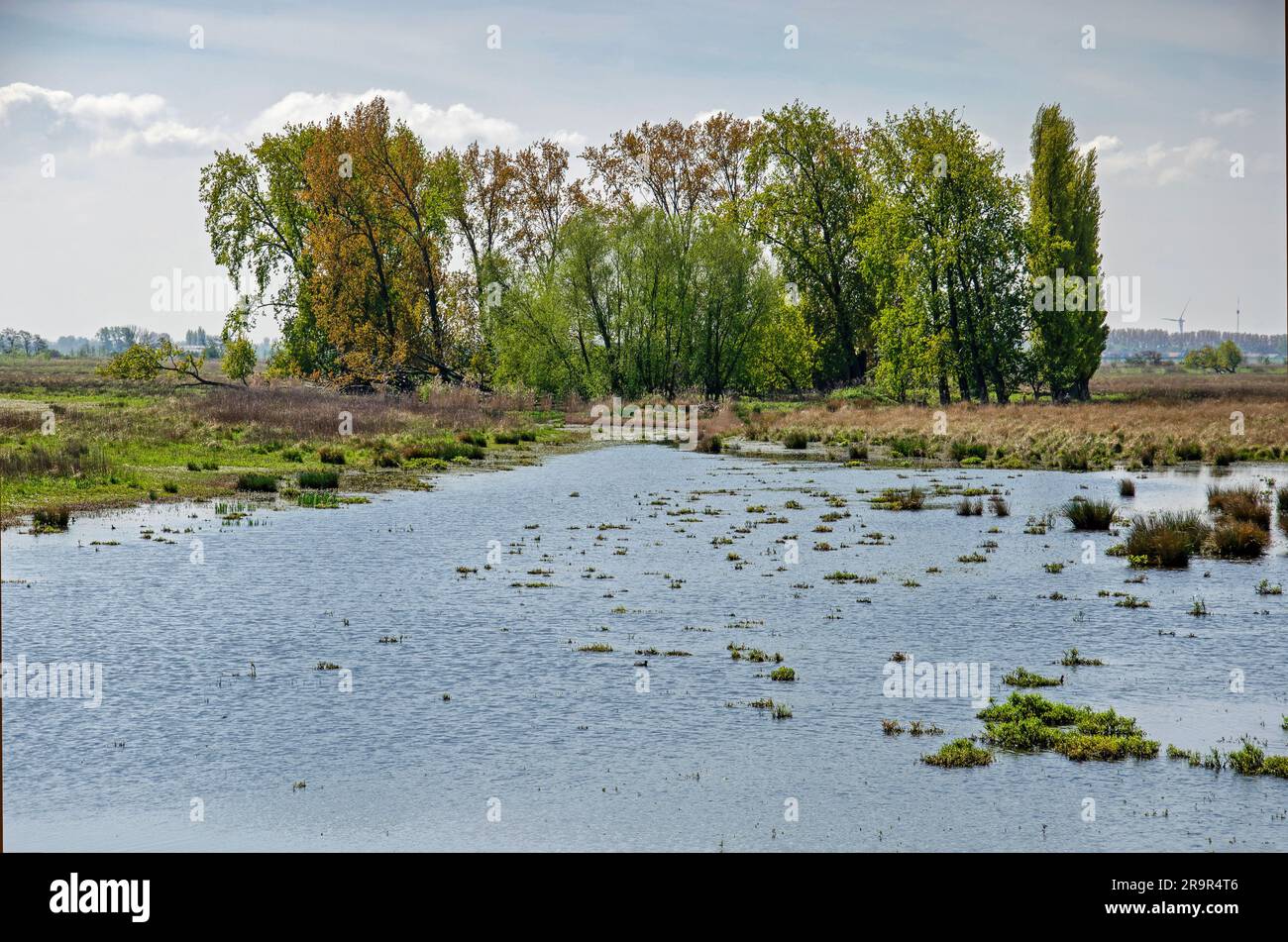 Paesaggio con acque poco profonde, bassa vegetazione e un gruppo di alberi sull'isola naturale di Tiengemeten nei Paesi Bassi Foto Stock