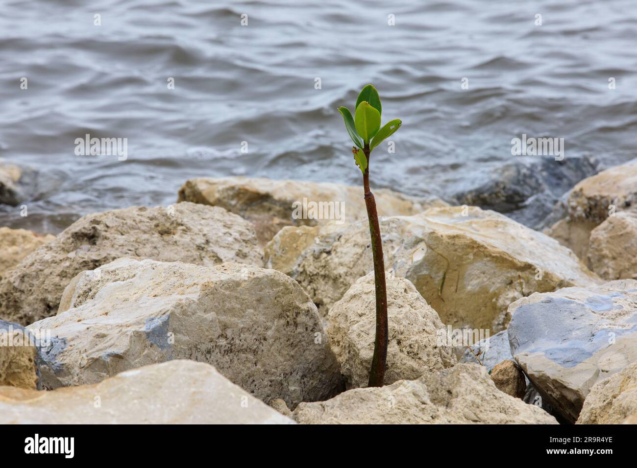 Progetto di salvataggio/ripristino delle mangrovie. Una piantina di mangrovie cresce tra le rocce sulla costa del Kennedy Athletic, Recreation, and Social (KARS) Park al Kennedy Space Center in Florida il 12 aprile 2023. I dipendenti del Kennedy's Environmental Management Branch hanno rimosso oltre 100 piantine di mangrovie dalla costa e li hanno reinventati per la protezione durante le fasi finali di un progetto di restauro della costa all'interno di KARS Park. Le piantine di mangrovie saranno ripiantate al completamento del progetto per creare una linea costiera vivente in grado di contrastare meglio gli effetti dell'erosione causata dalle onde di tempesta AN Foto Stock