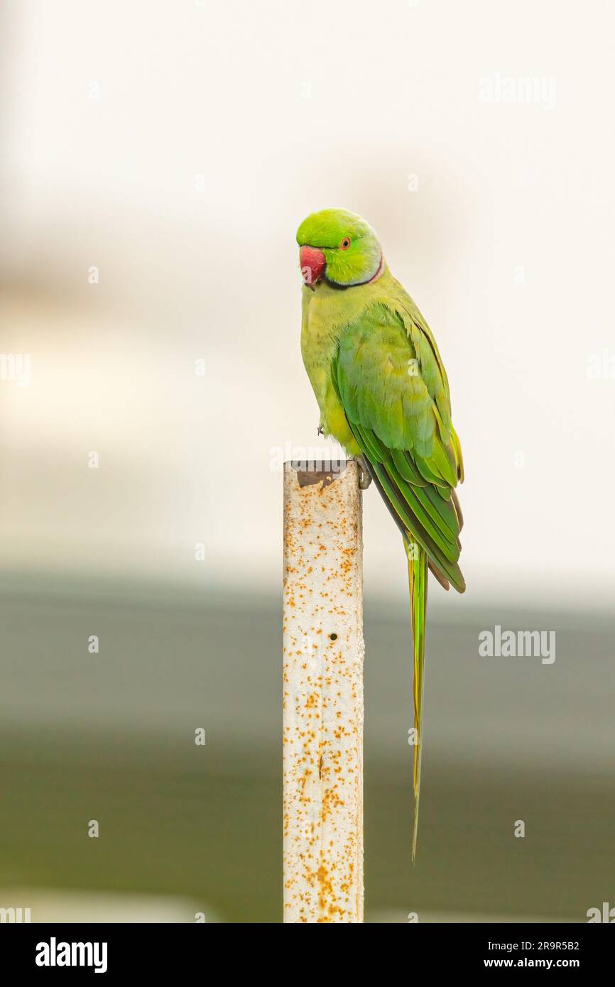 Un pappagallo con anelli di rosa che poggia su un palo Foto Stock