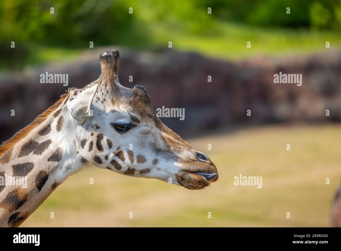 Una foto selettiva di una giraffa maculata con la lingua sporgente Foto Stock